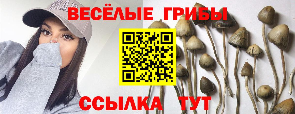 Псилоцибиновые грибы Cubensis Можга